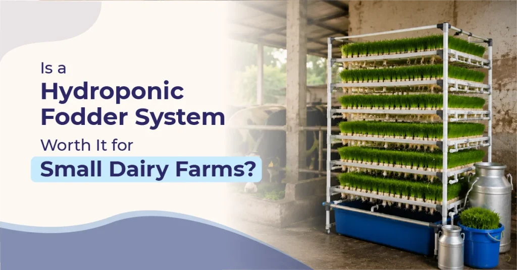 Is a Hydroponic Fodder System Worth It for Small Dairy Farms