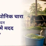 क्या हाइड्रोपोनिक चारा दूध उत्पादन बढ़ाने में मदद करता है? Does Hydroponic Fodder Help Increase Milk Production