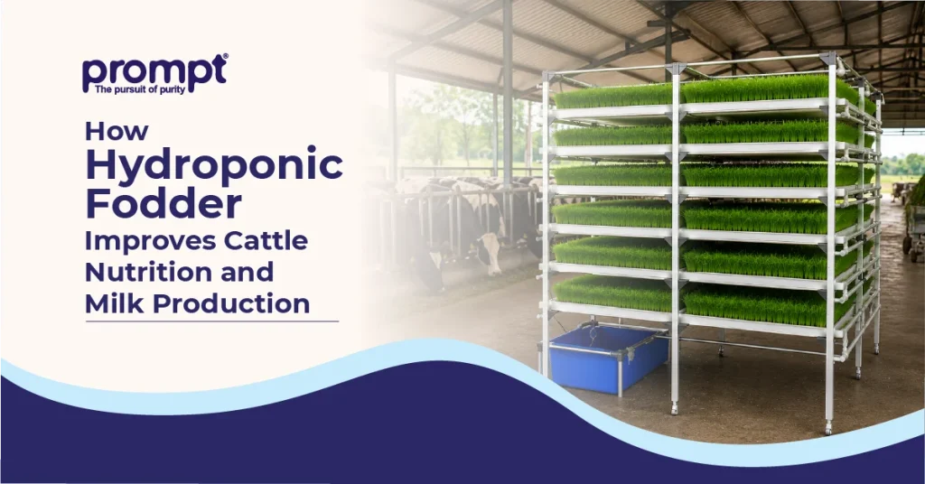 How Hydroponic Fodder Improves Cattle Nutrition and Milk Production