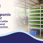 How Hydroponic Fodder Improves Cattle Nutrition and Milk Production How Hydroponic Fodder Improves Cattle Nutrition and Milk Production