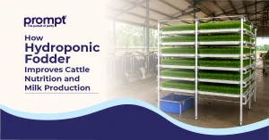 How Hydroponic Fodder Improves Cattle Nutrition and Milk Production