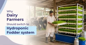 Why Dairy Farmers Should Switch to Hydroponic Fodder Systems