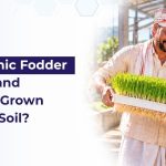 What is Hydroponic Fodder System, and How is it Grown Without Soil? What is Hydroponic Fodder System, and How is it Grown Without Soil