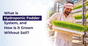 What is Hydroponic Fodder System, and How is it Grown Without Soil